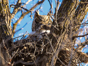 Look Closely - How Many?