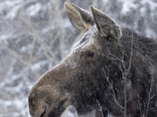 Cow moose in snow