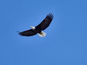 Bald Eagle.