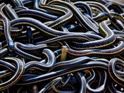 Red Sided Garter Snakes