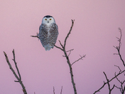Snowy Owl & a pretty pink sky!