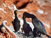 Taking care of the young ones