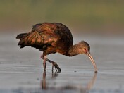 whitefaced ibis