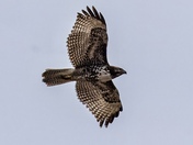 Fraser-Valley Beauty 