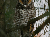 Watcher in the Pines