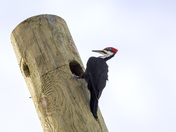 Getting ready to nest