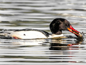 Common Merganser