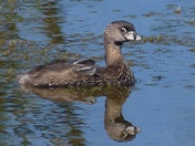 PIED-BILLED GREBE BREEDING