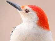 Red-bellied woodpecker 