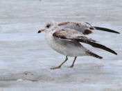 Ice is more slippery than I thought...