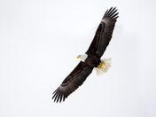 American Bald Eagle