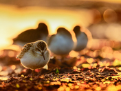 Sandpipers at Dawn