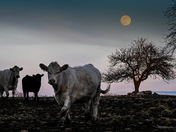 Moon and Cows