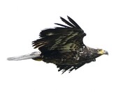 Juvenile Bald Eagle