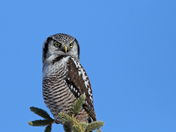 Mr. Northern Hawk Owl