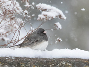 Dark eyed Junco