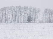Line of Trees in a Manitoulin Snowstorm