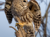Angelic Barred Owl