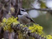 Is It Me You're Looking For?