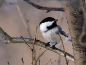 BlackCapped Chickadee