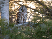 Barred Owl