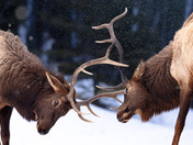 Play fighting in the snow