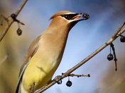 Cedar Wax Wing
