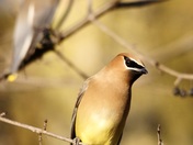 Cedar Waxwing