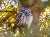 Northern saw whet owl 🦉