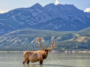 Big Elk in Jasper Lake