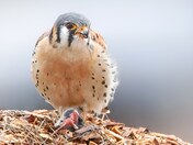 American kestrel 