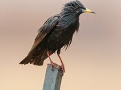 European starling 