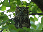 Hiding in the shadows