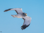 Northern Harrier male