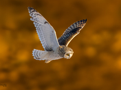 Short eared owl