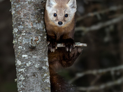 American Marten