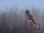 Phantom of the forest