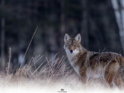 Eastern Coyote