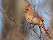 Northern Cardinal