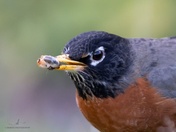 The American Robin