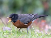 The American Robin