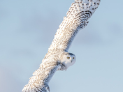 Snowy owl 