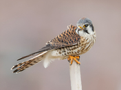 Female American kestrel 