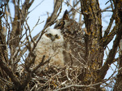 Great Horned Owlet