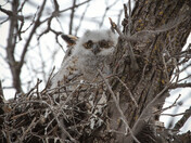 Owlet