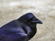 Raven
