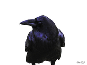 Raven