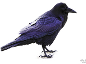 Raven