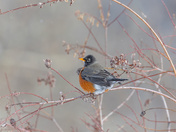 Spring is Almost Here