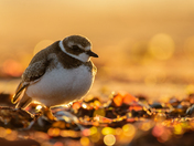 Morning Plover